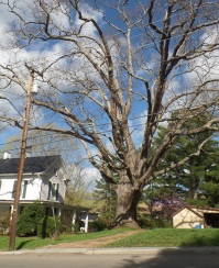The Shanks Oak is said to be "Jonesborough's oldest resident," and is estimated to be between 500 and 800 years old.
